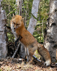 Red Fox Photo Stock. Fox Image. Close-up