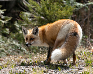 Red Fox Photo Stock. Fox Image. Close up profile behind view in its environment and habitat with a blur forest background, displaying bushy fox tail. Picture. Portrait.