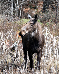 Moose Photo Stock. Moose front view, walking in cattail foliage in the forest in the springtime...