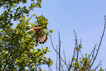 Birs of prey a kestrel falco tinnunculus holds on to a branch in the wind 