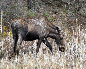 Moose Photo Stock. Close-up side profile view walking in cattail foliage in the forest in the...