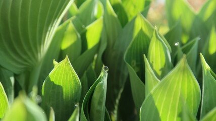 Obraz premium enchanted morning mood - dew drops reflecting in the morning sun on hosta leaves - green background