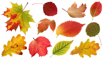 collection of autumn leaves isolated on white background.