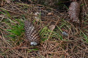cones in the forest