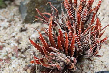 Red Century Plant in a Desert Floral Garden Arrangement