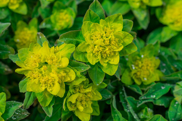 Selective focus image of the Wood Spurge (Euphorbia amygdaloides)