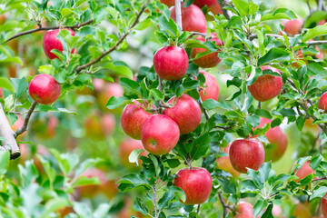 赤く実ったリンゴ