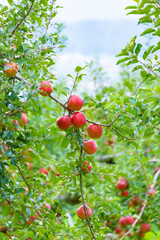 赤く実ったリンゴ