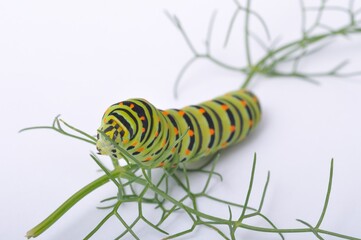 Swallowtail caterpillar on a white backgroung