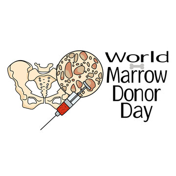 World Marrow Donor Day, Schematic Representation Of Bone Marrow And Bone Tissue, For Poster Or Banner