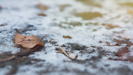 Fallen leaves lie on wet ground. Thin snow covers the ground. Change seasons concept.
