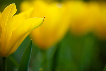 Yellow beautiful meadow flowers tulips or narcisss grow in a meadow or in a garden