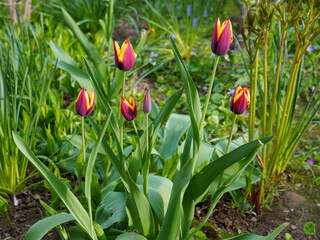 
Beautiful and fresh tulips flowers of burgundy color in the garden in spring
