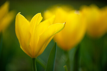Obraz premium Yellow beautiful meadow flowers tulips or narcisss grow in a meadow or in a garden