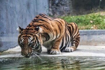 tiger in water