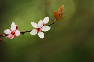 A flowering tree in the garden with white buds. Apricot, plum cherry, apple