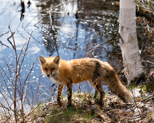 Red Fox Photo Stock. Fox Image. Close-up profile view standing by the water with a birch tree background and water in its environment and habitat in the forest. Picture. Portrait.