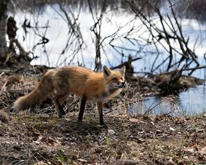 Red Fox Photo Stock. Fox Image. Close-up profile view standing by the water in its environment and habitat in the forest. Picture. Portrait.