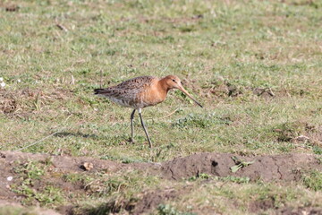 A black tailed godwit