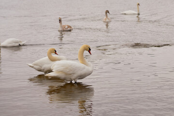 White swans by the sea in Finland.