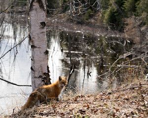 Red Fox Photo Stock. Fox Image. Close-up profile view standing by the water with a birch tree...