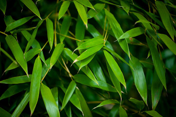 Green bamboo leaves or bush, beautiful natural background