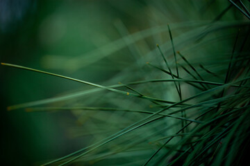 Tree tree or pine tree. Green tree with needles, with blurred parts.