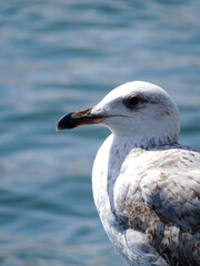seagull on a rock