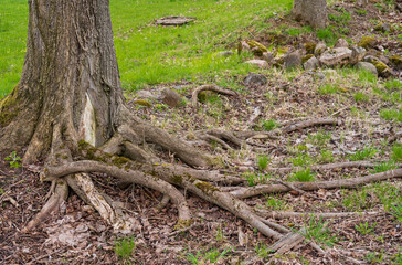 A tree with lots of roots in the spring..