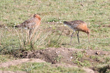 A pair of black tailed godwits
