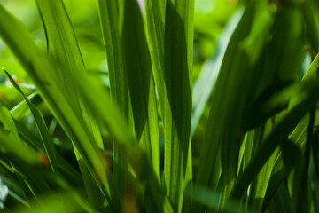 Fototapeta na wymiar Green fresh grass or wheat in the garden with small sprouts. natural background