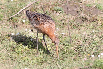 A black tailed godwit
