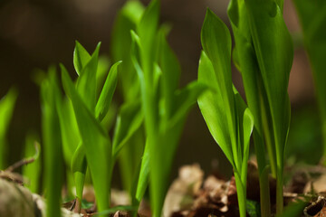 Green fresh grass or wheat in the garden with small sprouts. natural background