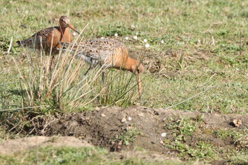 A pair of black tailed godwits