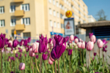 Wiosna w mieście, zieleń miejska, tulipany - obrazy, fototapety, plakaty