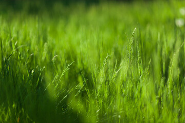 Green fresh grass or wheat in the garden with small sprouts. natural background