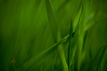 Green fresh grass or wheat in the garden with small sprouts. natural background