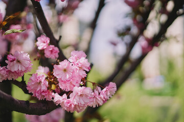 Pink flowers of blooming sakura.