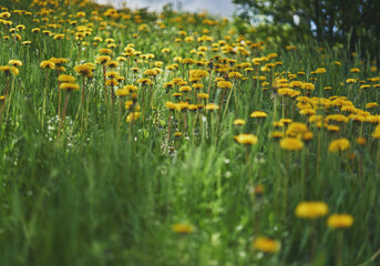 Yellow dandelion flowers on a green grass field.