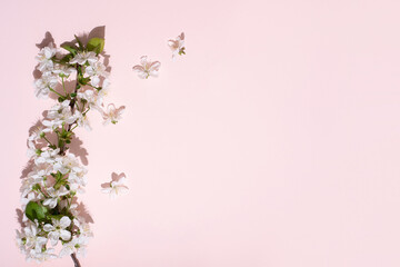 Blossoming cherry branch on pink background in bright sun, spring concept.