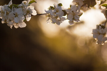 A flowering tree in the garden with white buds. Apricot, plum cherry, apple