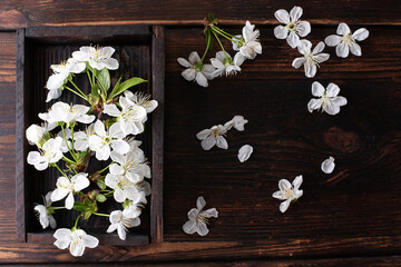 Wooden box with white cherry flowers on a dark wooden background, spring concept.