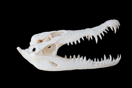 Crocodile skeleton skull isolated on black background. Crocodile skeleton head on black background.