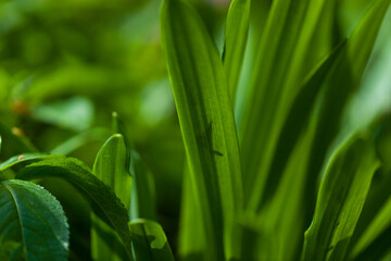 Green fresh grass or wheat in the garden with small sprouts. natural background