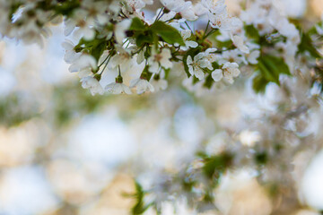 A flowering tree in the garden with white buds. Apricot, plum cherry, apple