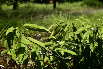 クヌギの新しい葉っぱ