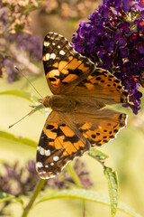 Painted Lady (Vanessa cardui)