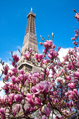 Magnolias in Full Bloom on a sunny day in front of Eiffel Tower