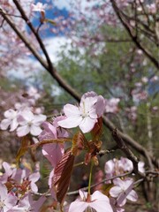 Sakura Japanese cherry blossoms. Hanami festival. Spring.