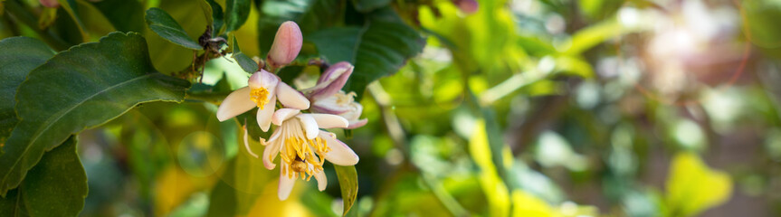 beautiful white lemon blossoms in the mediterranean garden panorama with lens flares